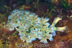 Bonaire...lettuce slug...D300, 105VR by Larry Polster 